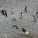 Punta Tombo - Penguins